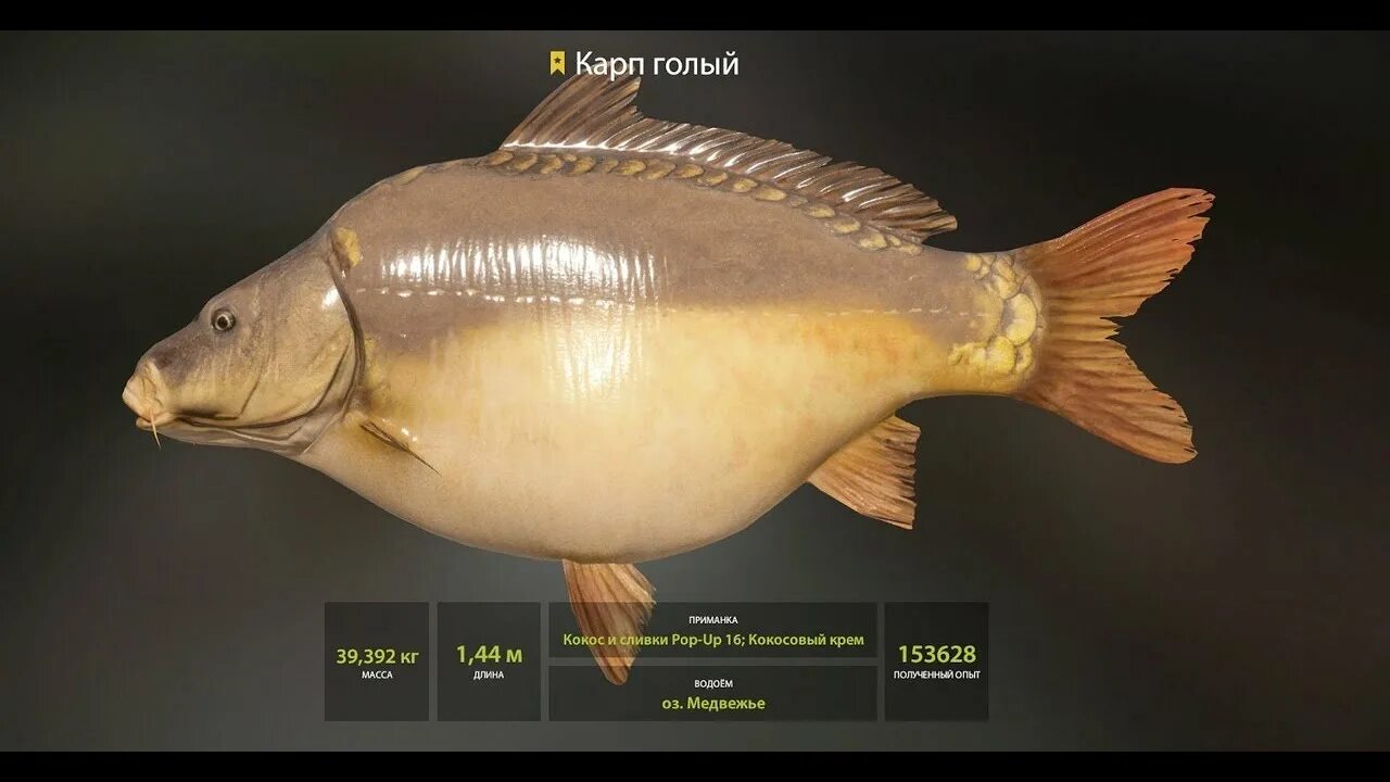Оз медвежье рр4 точки. Рр4 медвежье карп. Фортуна карп рр4. Трофейный карп из рр4. Медвежка рр4.