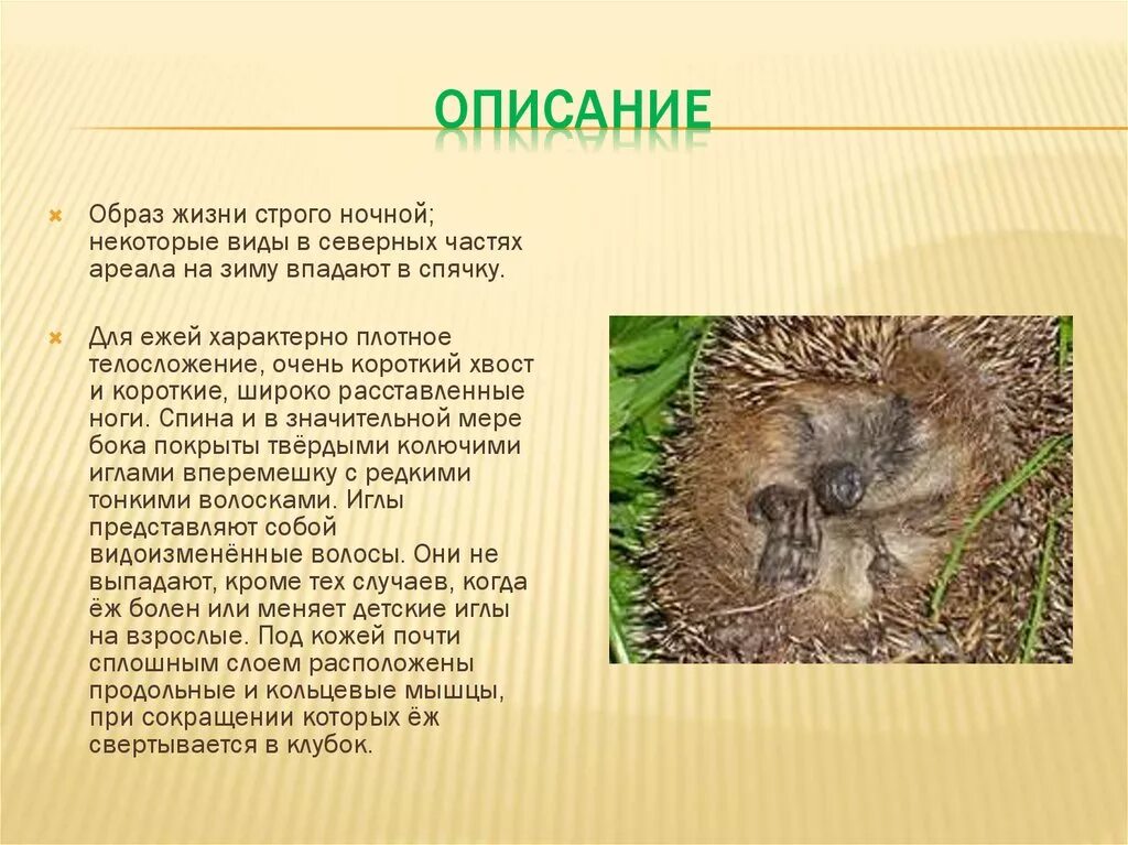 Еж это зверь потому что закончить предложение. Еж описание. Доклад о еже. Описание ежика. Интересные факты о ежах.