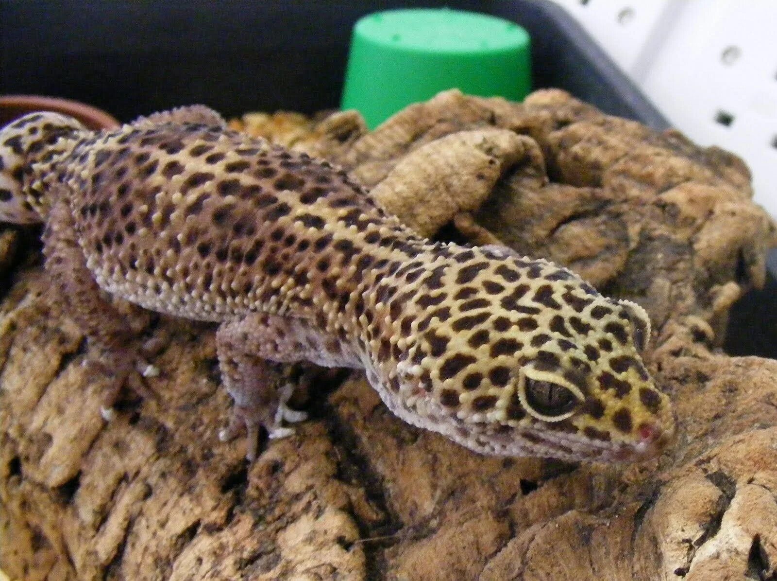 Геккон тайланд. Leopard Gecko Habitat. Таиланд гекон пятнистый. Eublepharis macularius afghanicus.