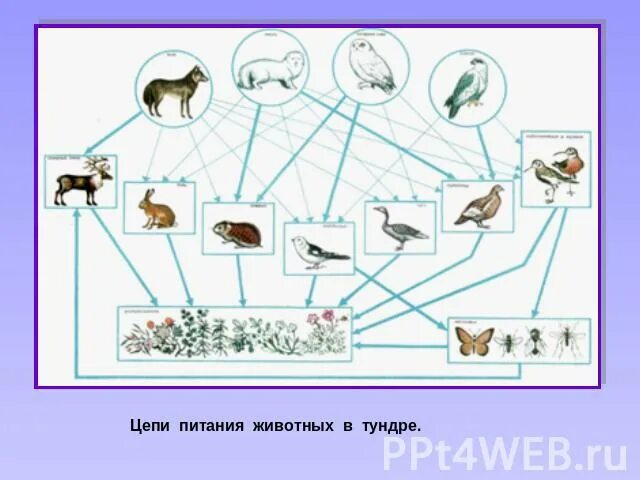 Цепь питания кавказ