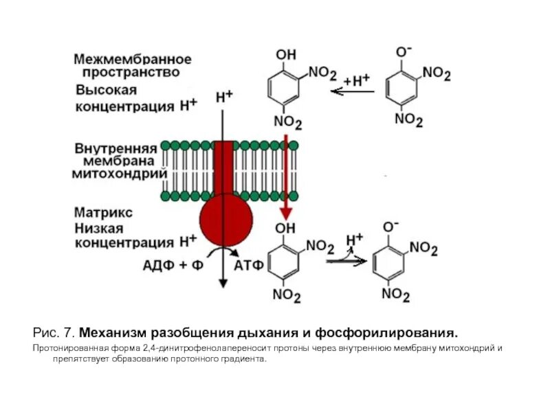 Фосфорилирование биохимия. 2 4 Динитрофенол биохимия. Разобщение процессов окисления и фосфорилирования. Механизм разобщения окисления и фосфорилирования. Азобщители дыхания и фосфорилировани.