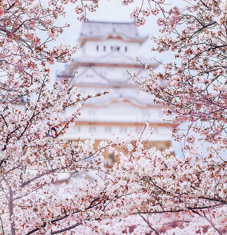 Japanese blossom. Сакура блоссом. Китай Эстетика Сакура. Черри блоссом в Токио. Япония Сакура.