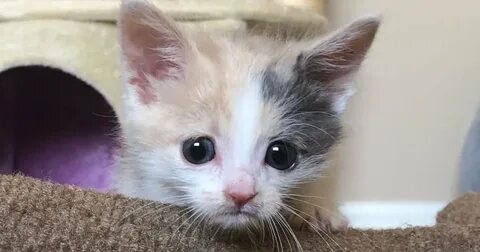 Невдупленыш котенок