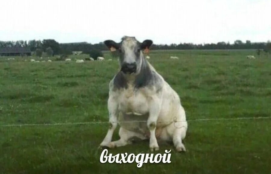 Корова с большими ресницами. Корова фото. Сидящий бык. Тип коровы с самыми большими ушами. Корова фото.