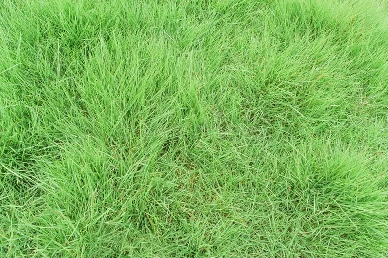 Grass check