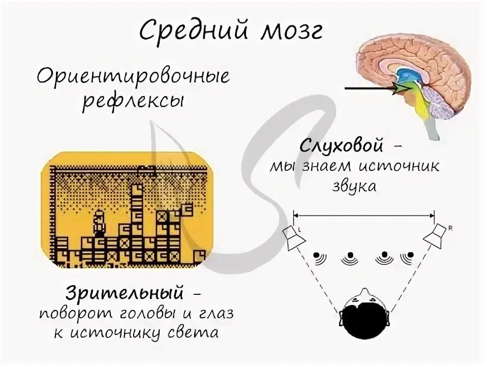 Зрительный и слуховой ориентировочный рефлекс. Средний мозг ориентировочные рефлексы. Зрительный Ориентировочный рефлекс. Ориентировочные рефлексы на свет и звук. Зрительный Ориентировочный рефлекс контролируется:.