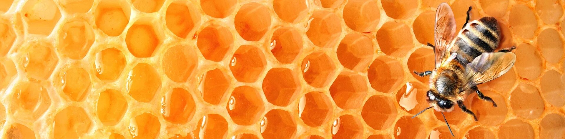 Honey vk. Соты пчелиные. Пчела на сотах. Пчелиные соты с медом. Пчелы и мед.
