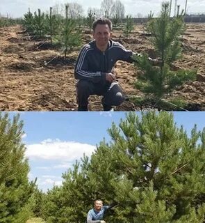 Соснов рос