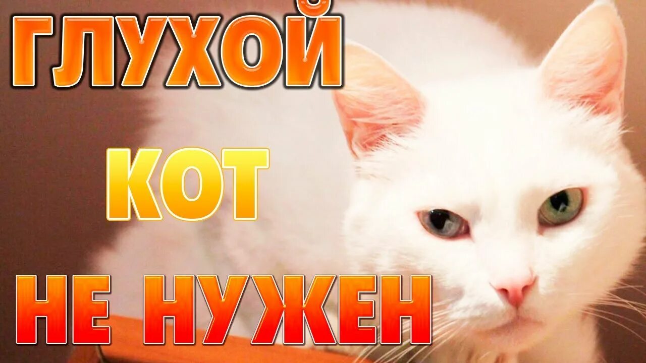 Глухой котенок. Глухой кот. глухая кошка. кот на глухонемом.