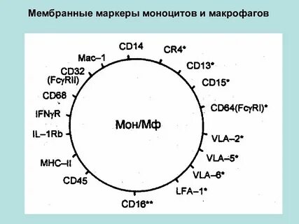 Рецепторы макрофагов