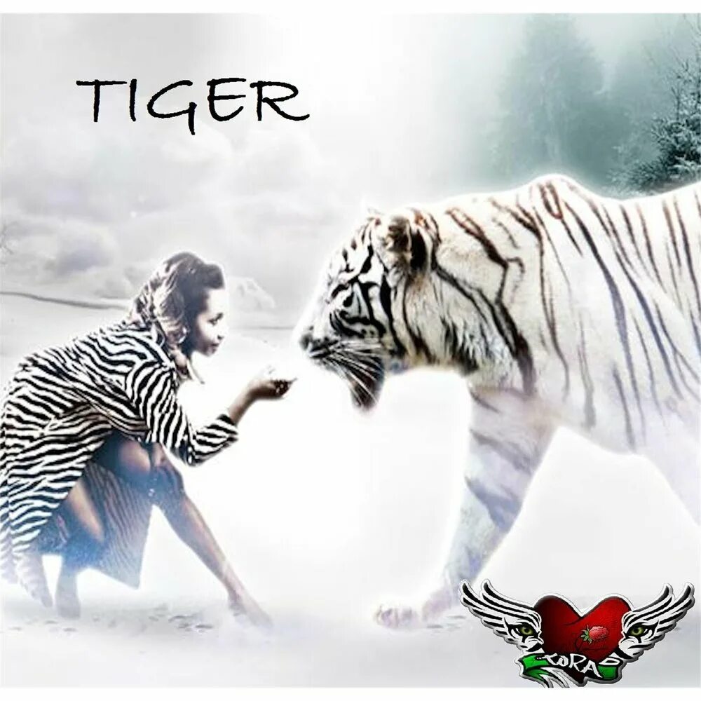 Тайгер слушать. Tora тигр. Музыкальный альбом с тигром на обложке. Фон для текста с тигром. & Tiger альбом.