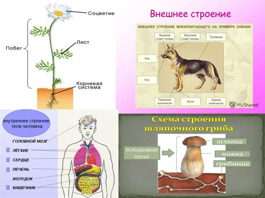 Функциональная часть живого организма. Строение живых организмов. Система живых организмов схема. Животное живой организм схема. Внешнее строение млекопитающего на примере собаки.