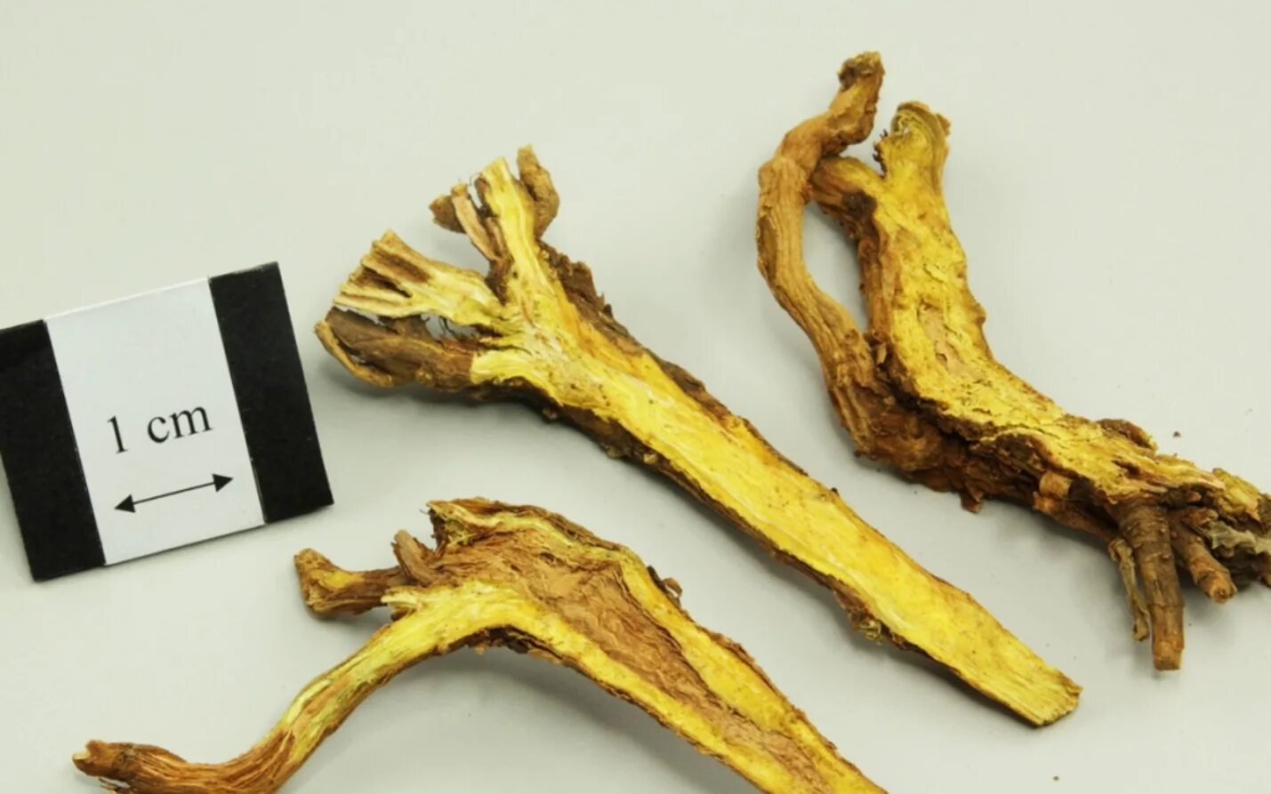 Scutellaria baicalensis root