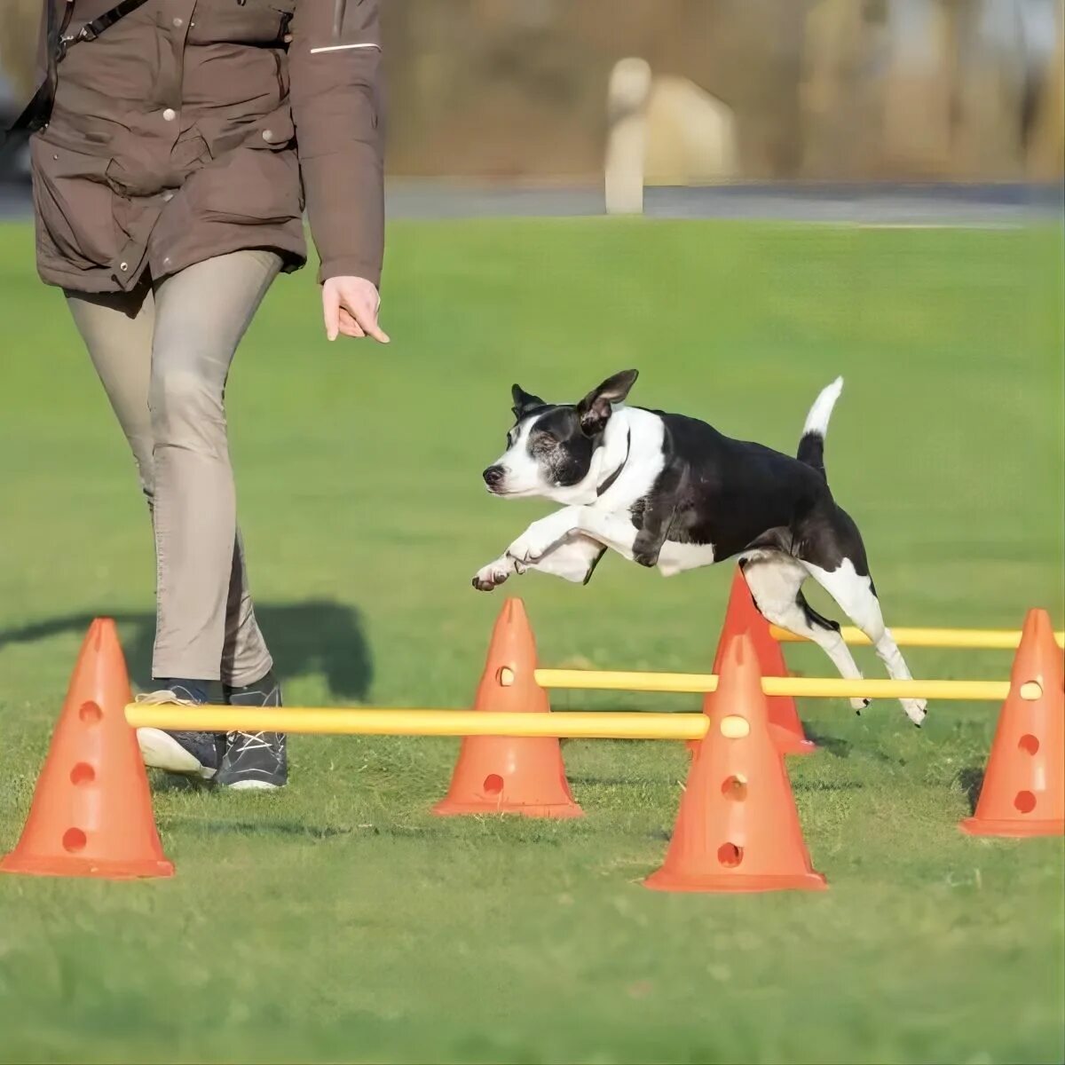 Аджилити для собак. Набор препятствий для аджилити Dog. Аджилити препятствия для собак. Аджилити Trixie.