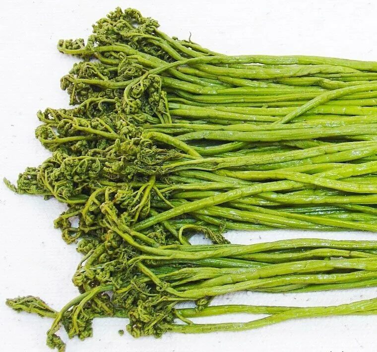 папоротник орляк маринованный. съедобный папоротник орляк. папоротник в ведре. орляк соленый. папоротник орляк соленый.