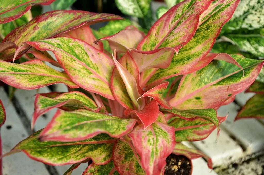 Аглаонема продолговатолистная. Паспорт растения аглаонема. Фиттония аглаонема. Аглаонема кудрявая. Аглаонема (aglaonema).