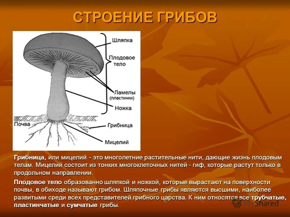 Трубчатое и пластинчатое плодовое тело. Строение грибницы мицелия. Грибы мицелий строение гриба. Строение гриба мицелий мицелий. Строение гриба нити.