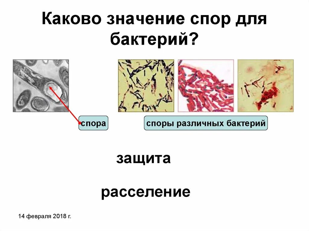 Значение спор у бактерий. Значение споры у бактерий. Споры микроорганизмов. Роль спор у бактерий.