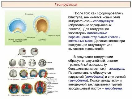 Как называется наружный слой клеток зародыша