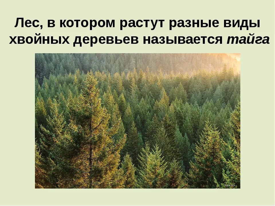 Урок 8 класс природно хозяйственные зоны тайга. Леса России Тайга 4 класс. Зона лесов Тайга. Природных зон Тайга хвойные леса. Тайга природная зона.