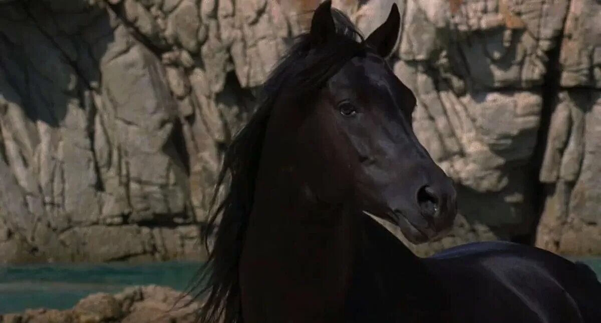 Черный скакун 1979. Черный скакун / the Black Stallion. Про черного коня