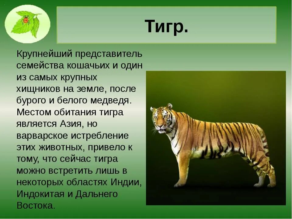 Доклад 1 класс окружающий мир про животных. Доклад о животных. Доклад о животном. Презентация про животных. Животное для презентации.