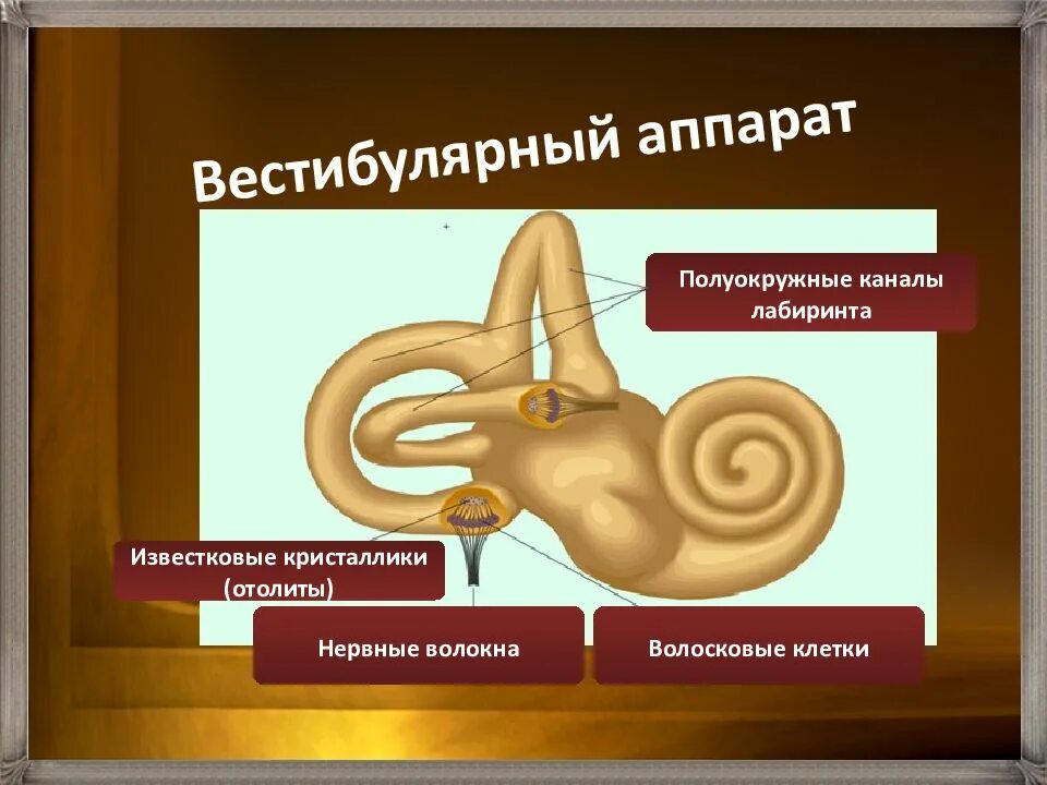 Работа вестибулярного аппарата человека. Известковые кристаллики вестибулярный аппарат. Волосковые клетки вестибулярного аппарата. Известковый Кристалл вестибулярного аппарата. Известкой Кристал вестигулярного аппарата.