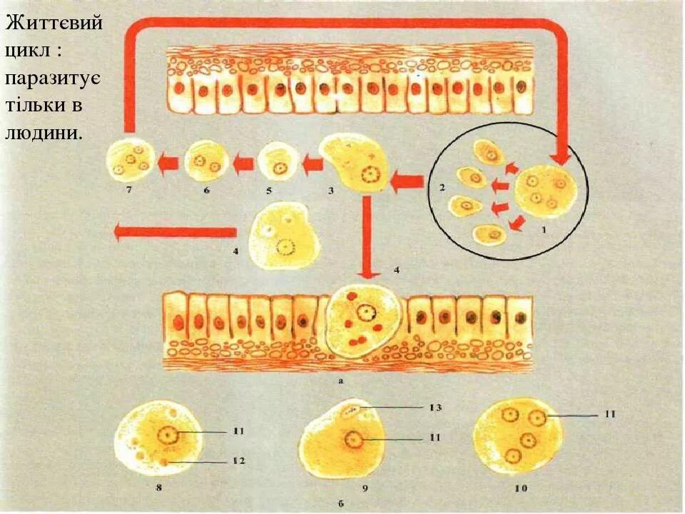 В каком организме происходит развитие дизентерийной амебы. Жизненный цикл дизентерийной амебы схема. Жизненный цикл развития дизентерийной амебы. Цикл развития дизентерийной амебы схема. Стадии жизненного цикла дизентерийной амебы.