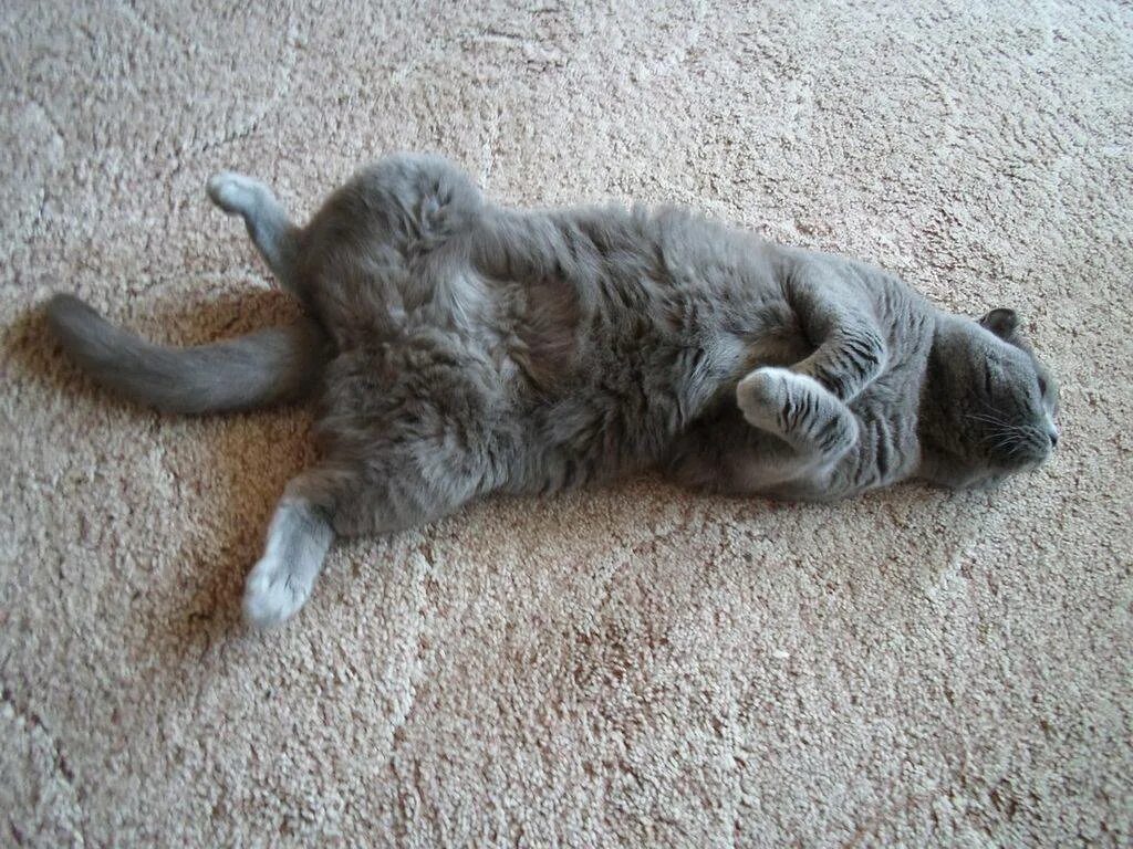 Сон беременной котенок
