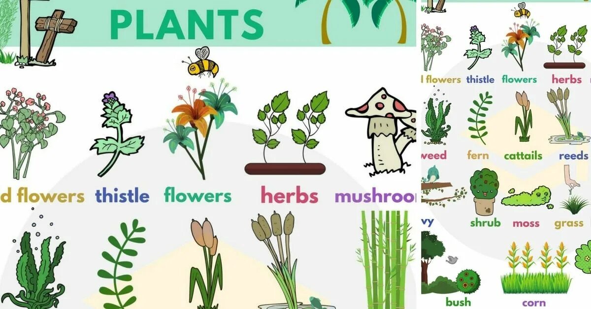 Plants kinds. Растения для детей. Растения на английском для детей. Названия цветов для дошкольников. Plant names.