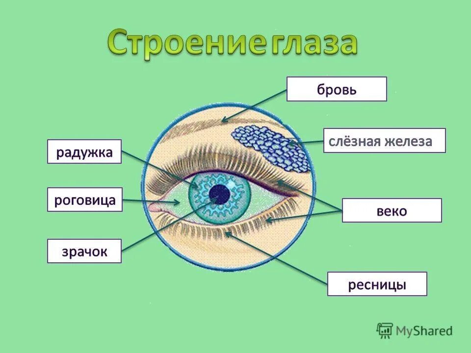 Глаз человека для детей. Внешнее строение глаза человека схема. Органы чувств строение глаза. Строение глаза человека 4 класс. Строение глаза человека для дошкольников.