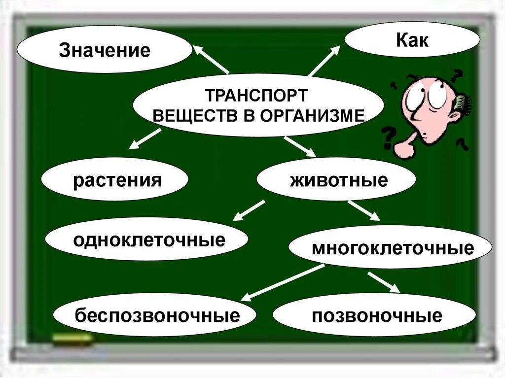 Задание по теме транспорт веществ у животных. Транспорт веществ у одноклеточных организмов. транспорт веществ у животных. транспорт веществ в живых организмах. транспорт веществ у одноклеточных животных.