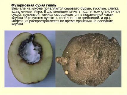 Гниль на картофеле способы борьбы