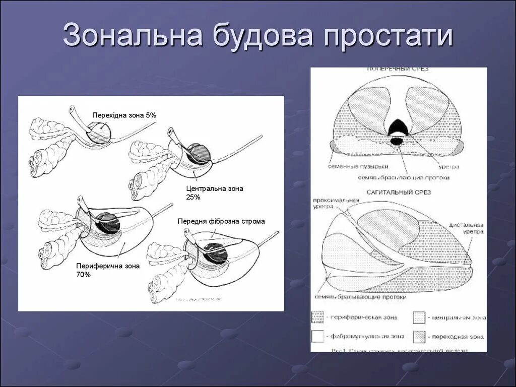 Схема простаты. Схема предстательной железы Pirads. Зональная анатомия предстательной железы. Анатомия предстательной железы по зонам. Сегменты простаты схема.