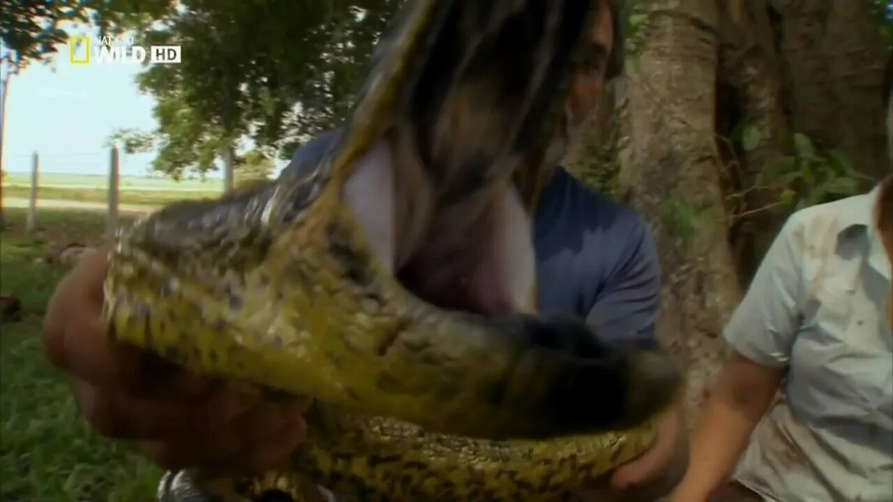 слезы анаконды рассказы ждановы глава 52