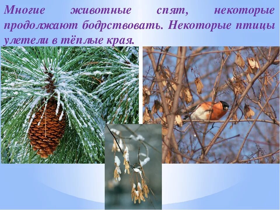 Живая природа зимой сообщение 2 класс. Зимние изменения в живой природе. зима изменения в природе. зимние явления в живой природе. живая и неживая природа зимой 2 класс.