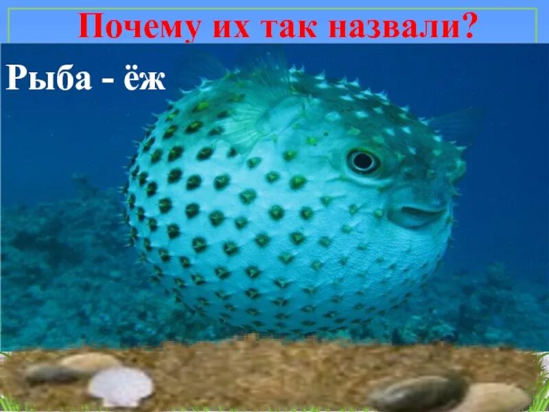 Как рыба то называется. Рыба еж. рыба ёж интересные факты. рыба еж 2 класс. рыба ёж сообщение.