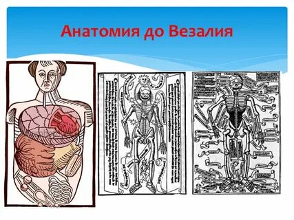 Анатомия и медицина развитие