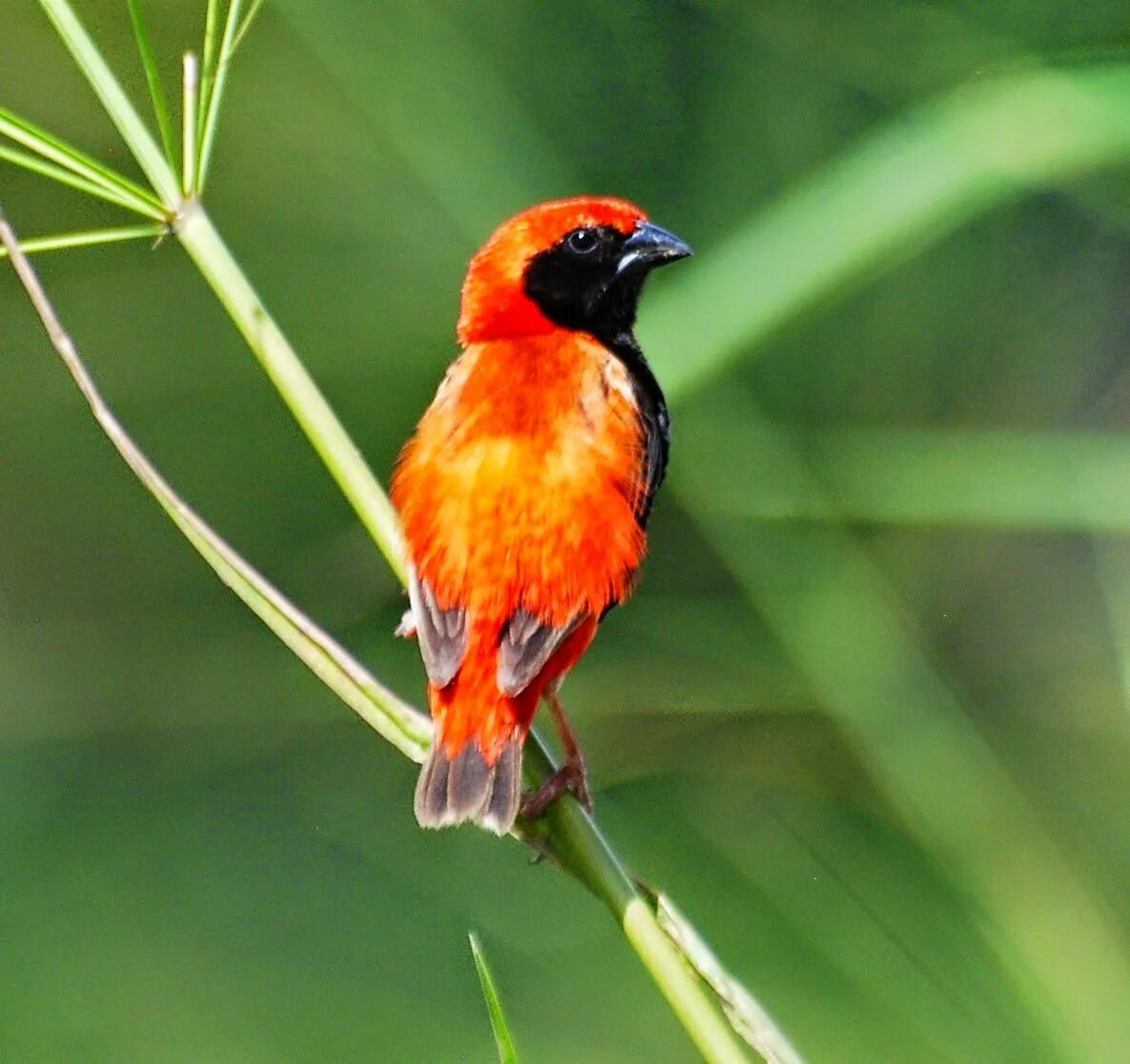 Кенар оранжевый. Кенар птица оранжевая. Птичка с оранжевым хвостиком. Рыжая танагра. Птичка кенар оранжевый.