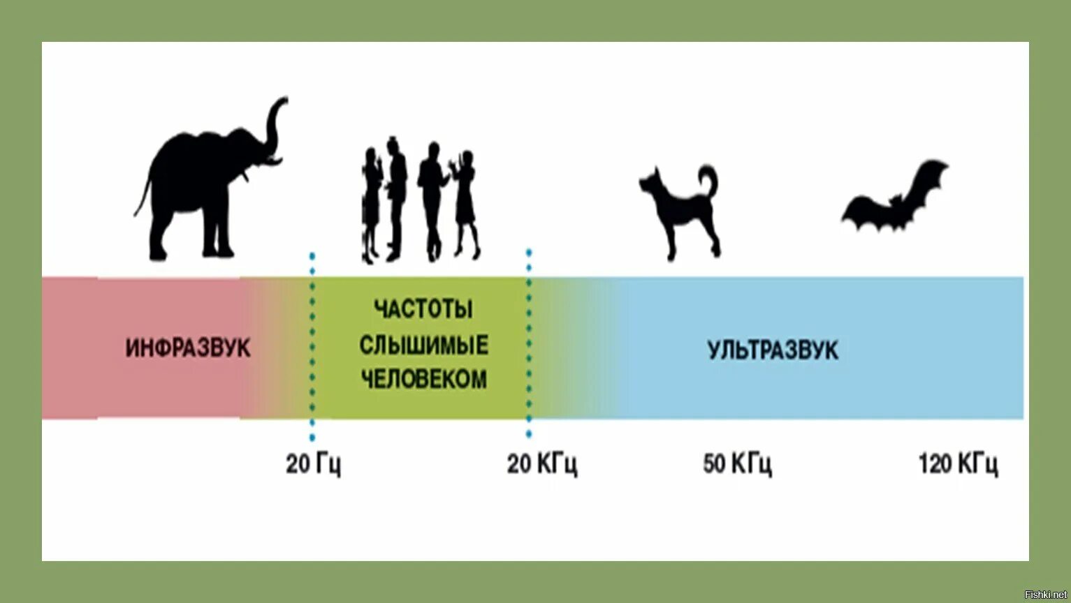 Какой диапазон у человека. Частоты инфразвук ультразвук. Звук инфразвук ультразвук. Звуковые волны инфразвук. Частота звука ультразвука и инфразвука.