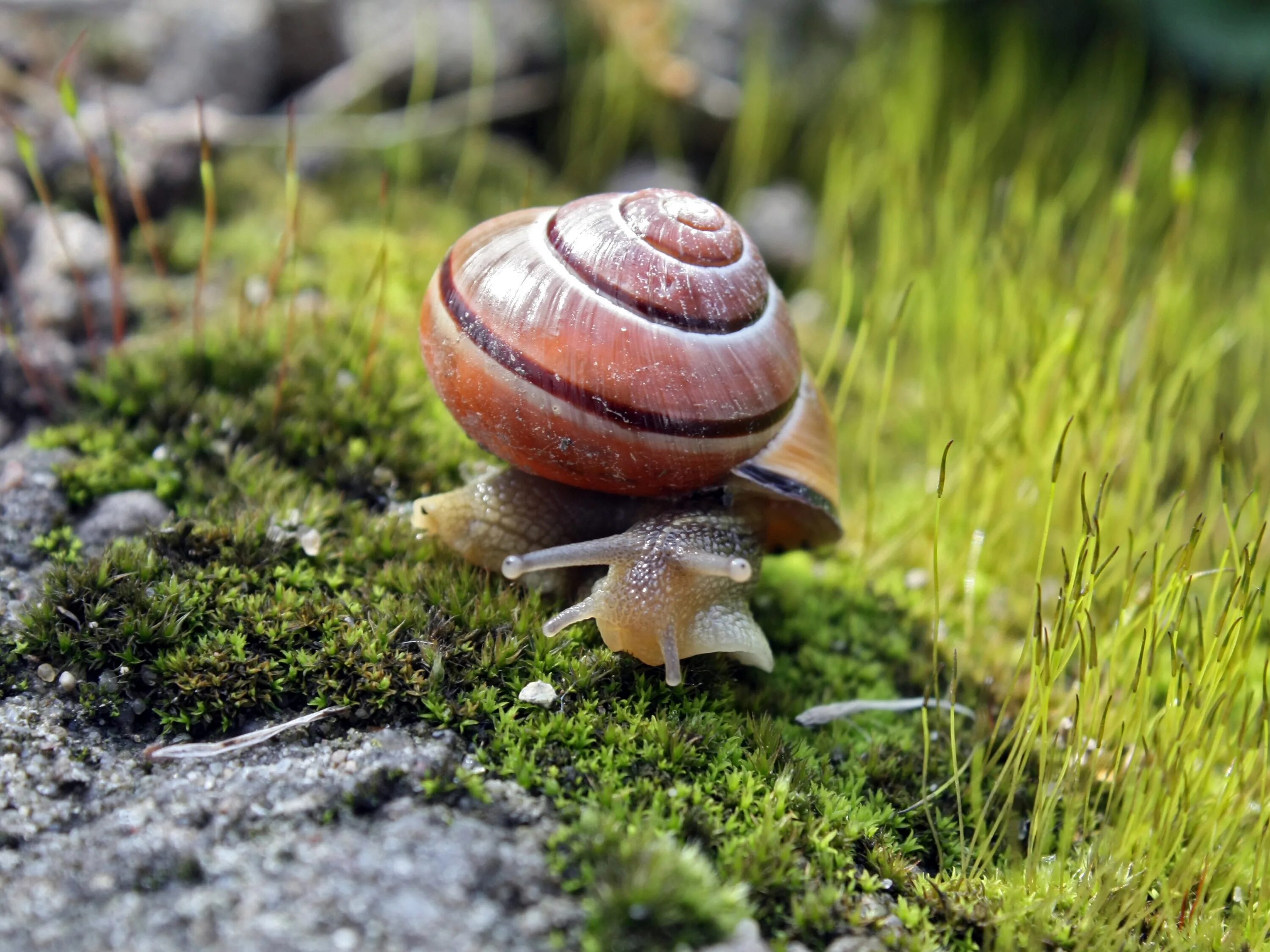 Улитка Лесная цепея. Цепея неморалис. Земляной улитки Cepaea nemoralis. Cepaea Vindobonensis.