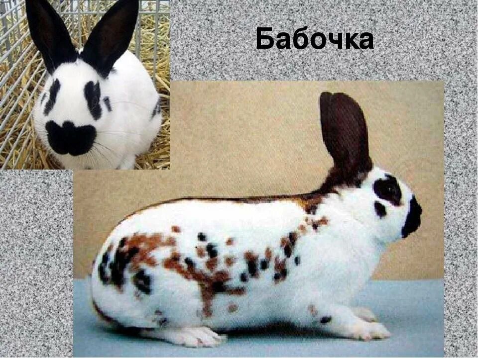 паннон кролики - Авито Объявления в Республике Татарстан: недвижимость, транспор