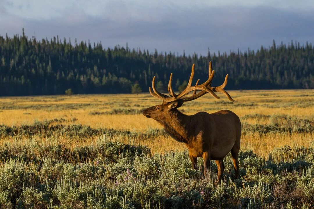 Йеллоустоун вапити. Йеллоустоун национальный парк животные. Yellowstone National Park животные. Птицы парк Йеллоустоун. Вапити в какой природной зоне северной америки