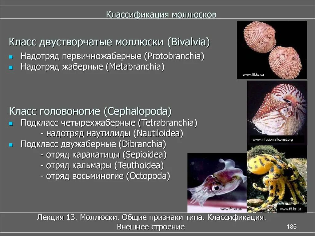 Головоногие моллюски систематика. Классификация моллюски 7 класс биология. Схема классификации типа моллюски. Брюхоногие моллюски классификация. Класс двустворчатые и головоногие