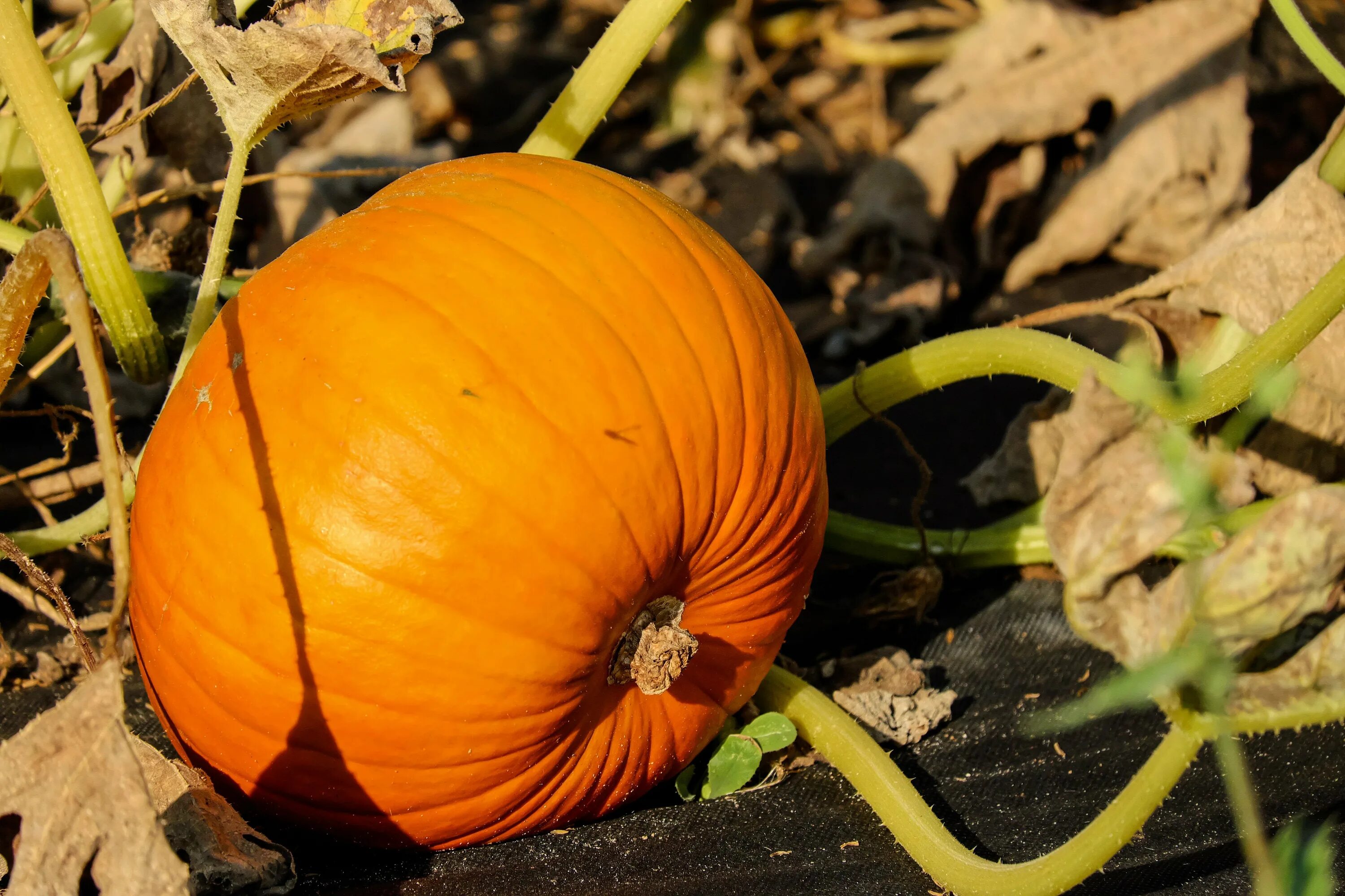 Тыква Cucurbita maxima. Тыква кустовая оранжевая. Тыква сорт оранж. Тыква твердокорая кустовая оранжевая. Тыквы рядом