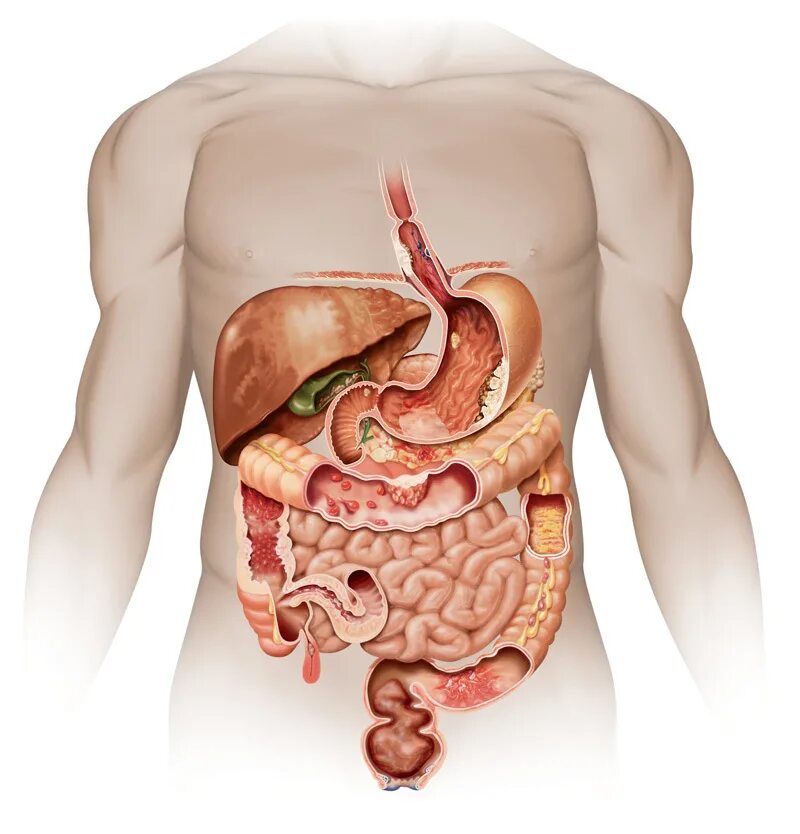 Строение кишечника аппендикс. Структура кишечника человека. Кишечник в теле человека. Что такое толстая кишка в организме человека. Кишечный тракт человека анатомия.