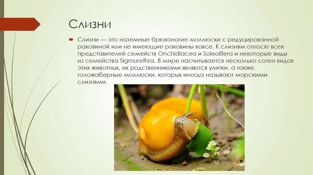 К какому классу относится слизень