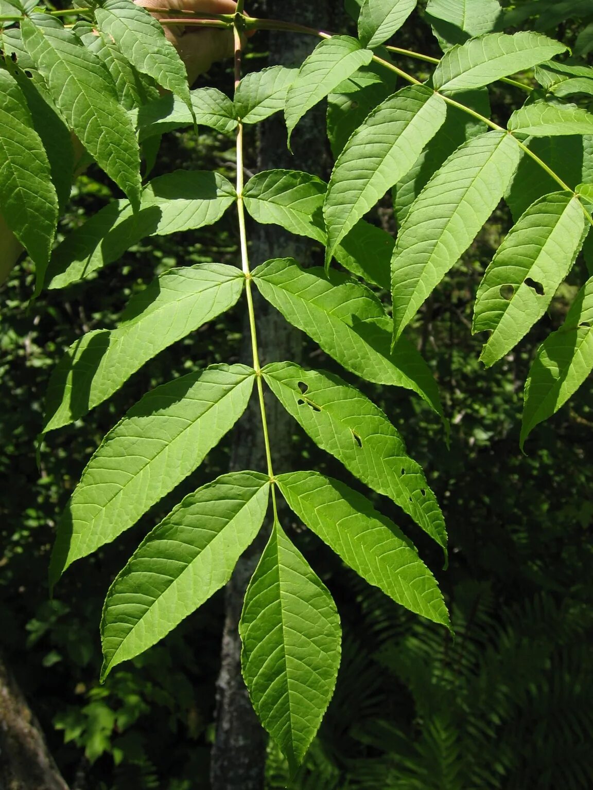 Деревья средней полосы фото. Ясень зеленый Fraxinus lanceolata. Ясень обыкновенный Fraxinus Excelsior. Ясень ланцетный листья. Ясень обыкновенный лист.