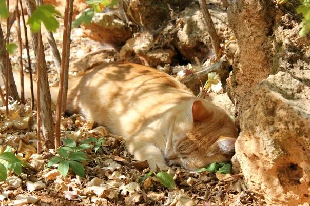 Котоматрица осень. Осенние котики с надписью. Осенние котики с надписями прикольные. Котоматрица сентябрь с надписями. Спокойно плавно