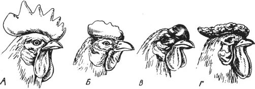 Форма гребня у кур. Гороховидная форма гребня у кур. Петух с ореховидным гребнем. Формы гребня у петухов. Розовидный гребень у петуха.